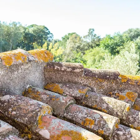 H14 Porto Frailis Àrbatax